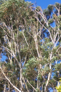 Ponto Turístico Blackbutt Reserve em Newcastle