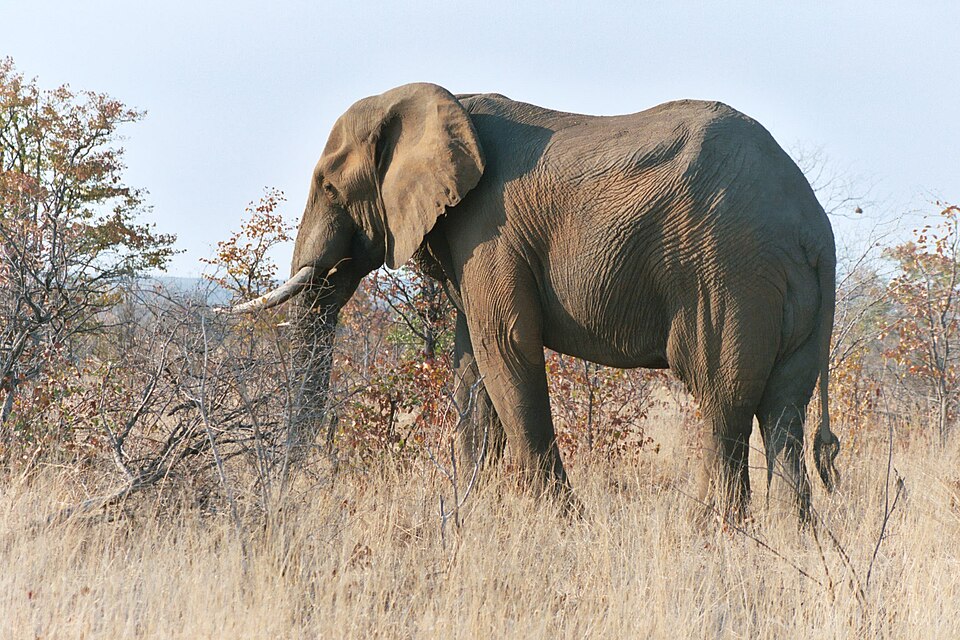 Ponto Turístico Parque Nacional Kruger em Nelspruit (Kruger)