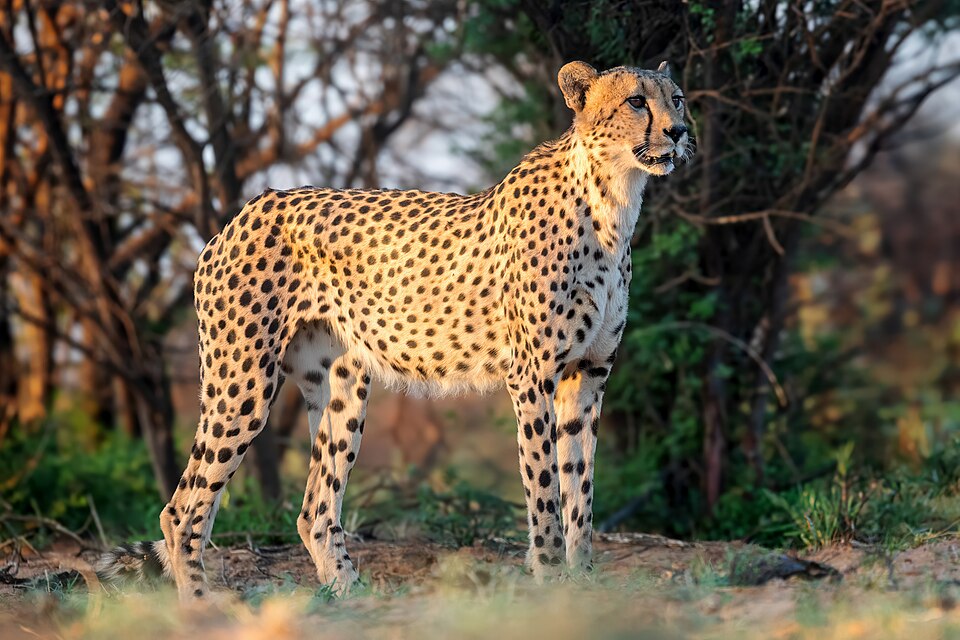 Ponto Turístico Centro Cultural do Serengeti em Arusha (Serengeti/Ngorongoro)