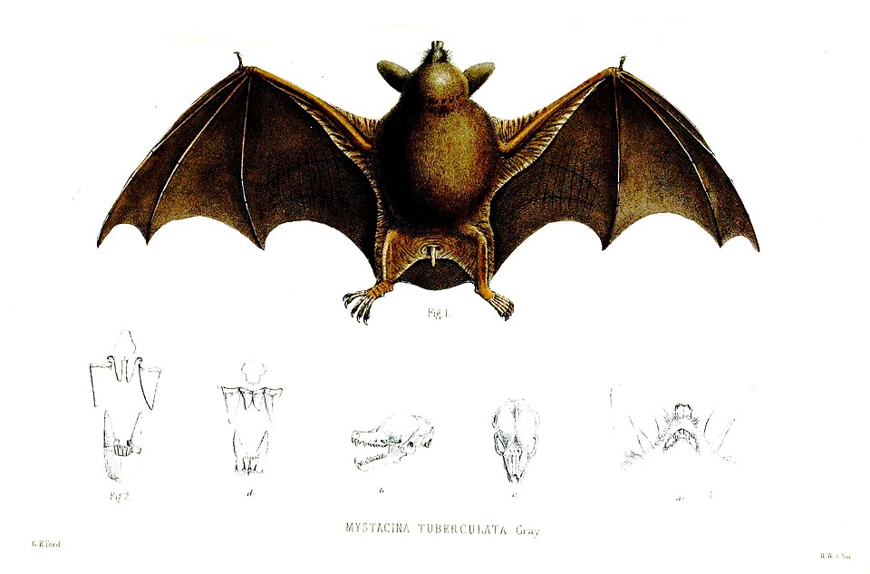 Ponto Turístico Bat Jungle em Monteverde