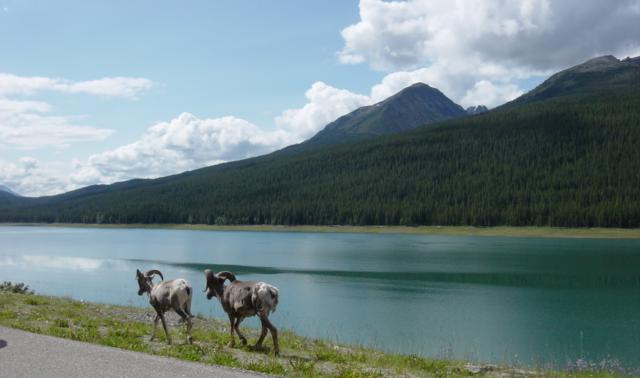 Ponto Turístico Parque Nacional de Jasper (Campos de Gelo - UNESCO) em Jasper